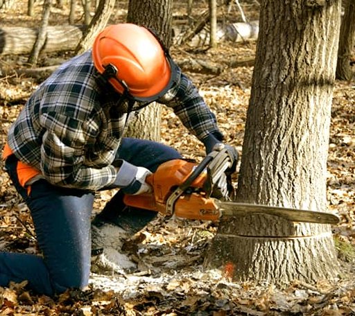 Tree Removal in Meno, OK